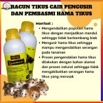 Cara mengusir tikus got