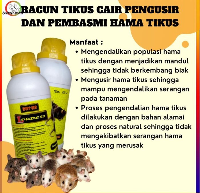 Cara mengusir tikus got