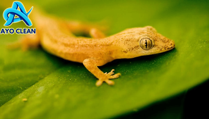 Cicak: Hewan Kecil dengan 5 Fakta Menarik