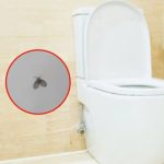 Cara mengusir lalat limbah di kamar mandi
