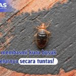 Cara Membasmi Kutu Busuk dan Telurnya Secara Tuntas!