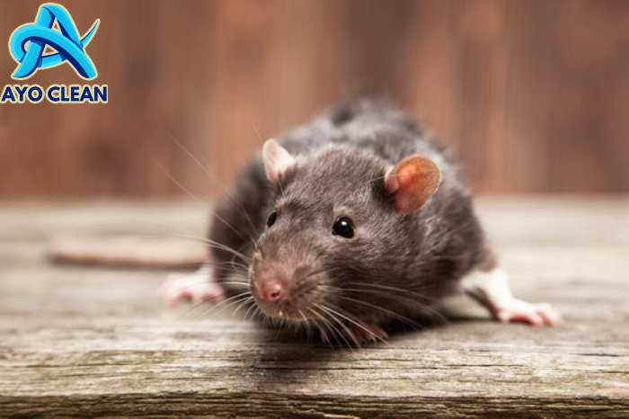 15 Cara Mengusir Tikus dari Lingkungan Rumah - BAMS