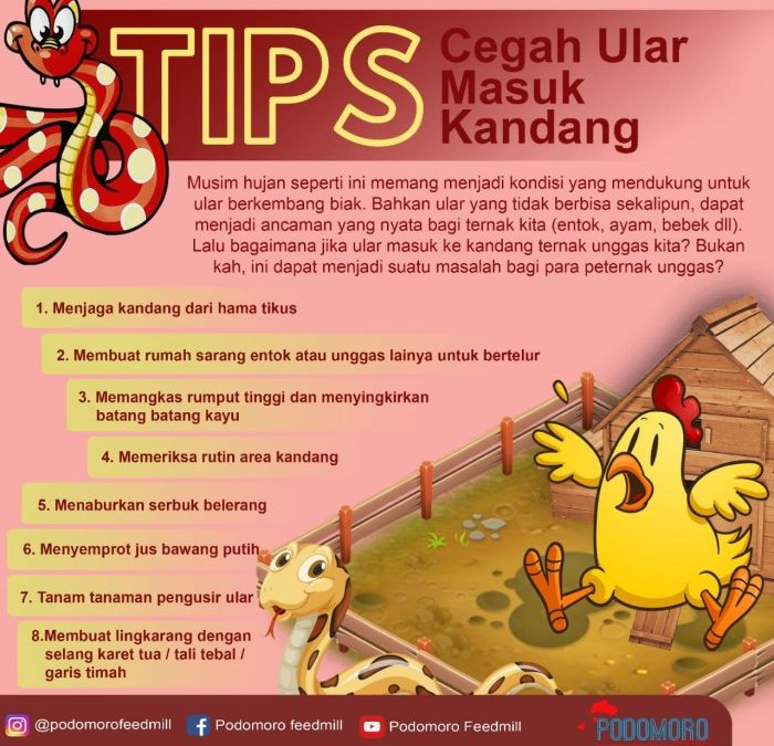 Cara Cegah Ular Masuk Rumah / 5 Cara Mencegah Ular Masuk Ke Dalam Rumah ...