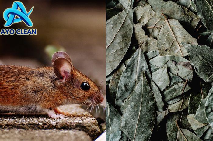 Modalnya Cuma Daun Salam, Begini Cara Mengusir Tikus di Atap Rumah ...