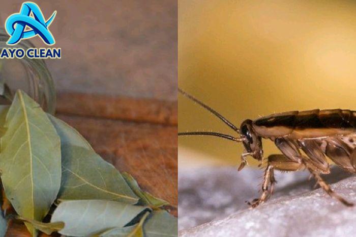Cara mengusir kecoa dengan daun salam