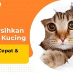 Agar Tak Bau, Ini 4 Cara Membersihkan Urine Kucing di Karpet dan Lantai ...