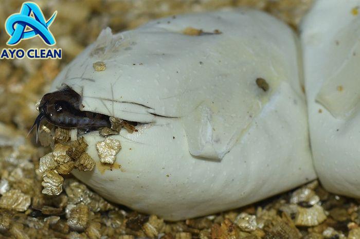 Ular berkembang biak dengan cara