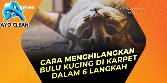 6 Cara Menghilangkan Bulu Kucing di Karpet– bTaskee