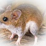 11 Cara Mengusir Tikus Yang Membandel | Klopmart