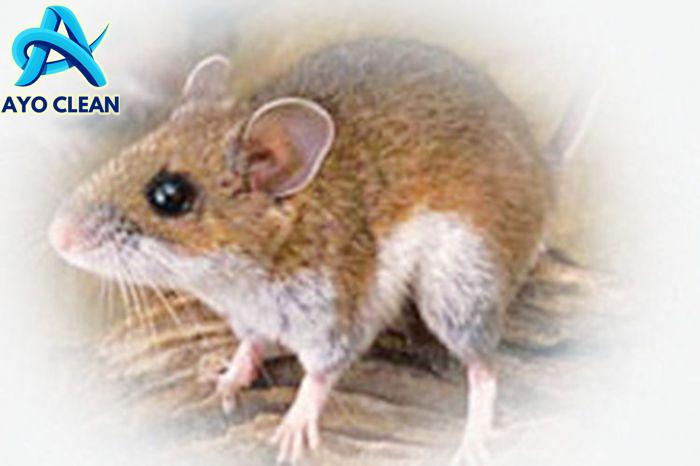 Sederhana Banget! Ini Cara Mengusir Tikus Paling Ampuh