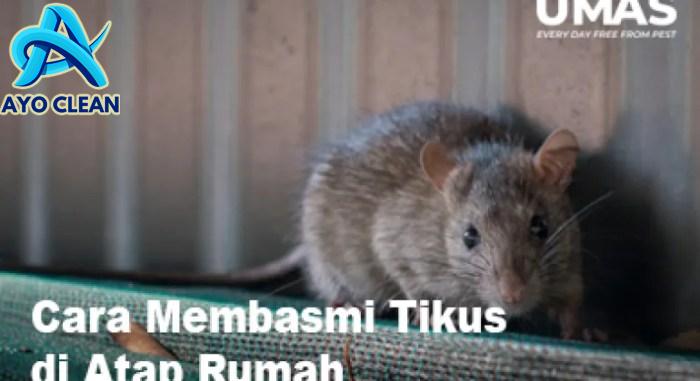 Cara mengusir tikus di atap rumah