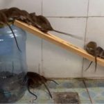 Cara membuat perangkap tikus dari galon