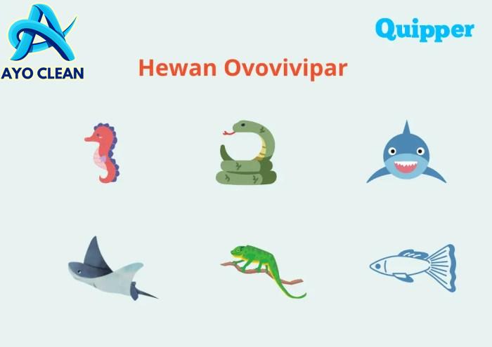 Hewan Ovovivipar - Ciri, Cara Berkembang Biak dan Contohnya - Quipper Blog