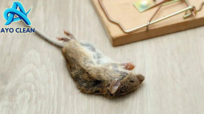 Cara menghilangkan bau tikus mati