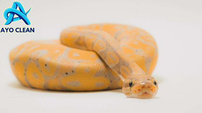 3 Alasan Mengapa Ular Bergerak Hanya dengan Perutnya : Okezone Edukasi