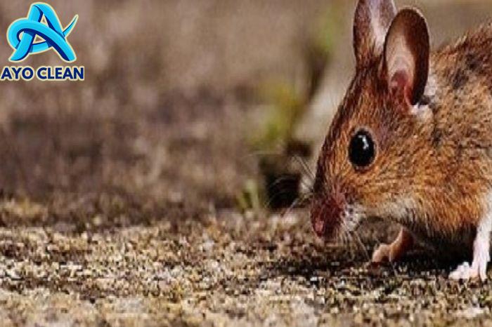 Cara mengusir tikus di sawah