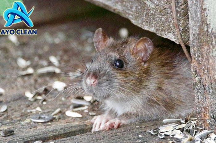 Cara Membuat Racun Tikus Alami dan Mematikan yang Bisa Dicoba | Orami