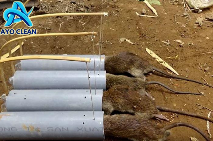 Cara jebak tikus sederhana