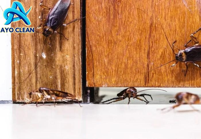 Cara Membasmi Kecoa di Saluran Air Supaya Tidak Balik Lagi