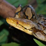 Cara Ular Boa Berkembang Biak dalam Dunia Reptil | kumparan.com