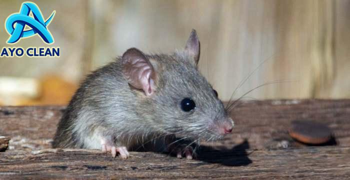 5 Cara Mengusir Tikus dari Rumah Tanpa Racun | Archify Indonesia