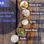 umpan rayap terbaik//081286275002 - YouTube