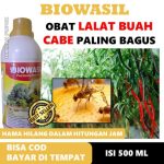 Cara mengatasi lalat buah pada cabe secara organik