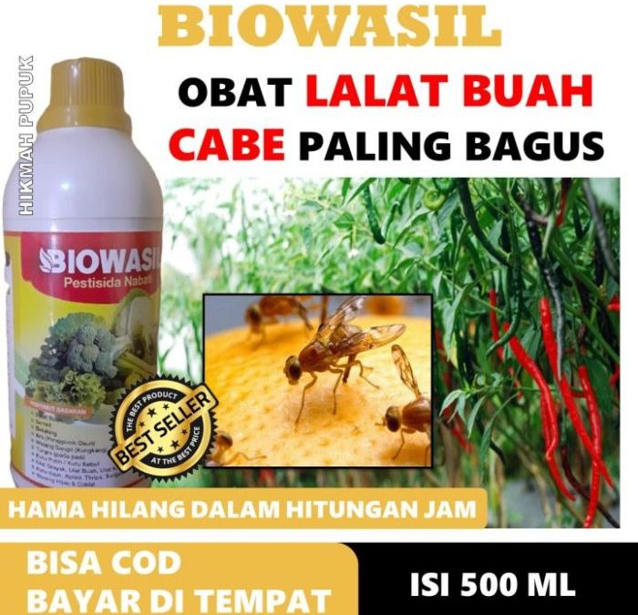Cara mengatasi lalat buah pada cabe secara organik