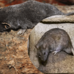 6 Perbedaan Tikus dan Curut yang Sering Ada di Rumah dan Cara Mengusirnya