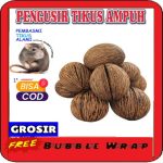 Cara menggunakan buah bintaro pengusir tikus