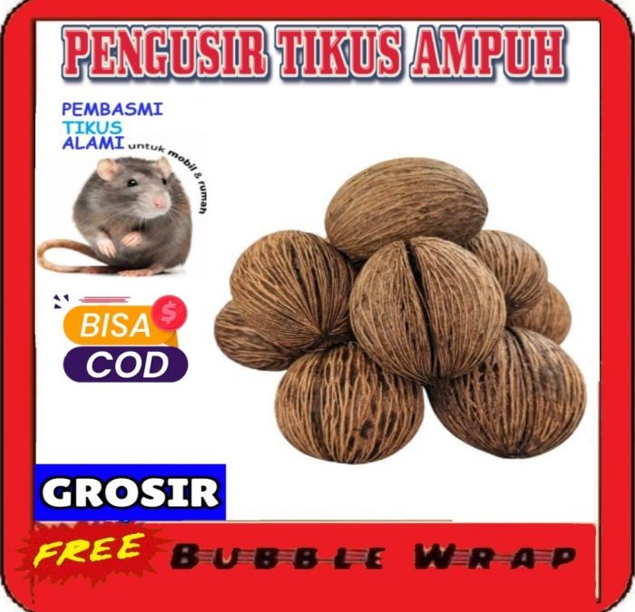 Cara menggunakan buah bintaro pengusir tikus