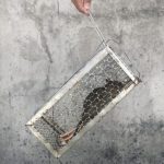Cara mengusir tikus di rumah