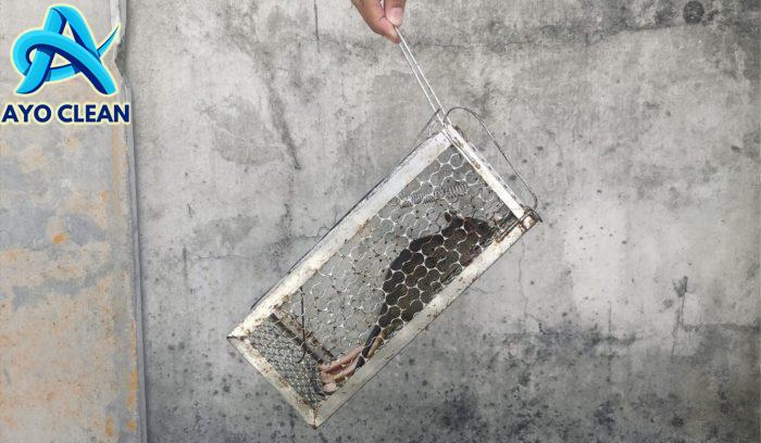 Cara mengusir tikus di loteng rumah