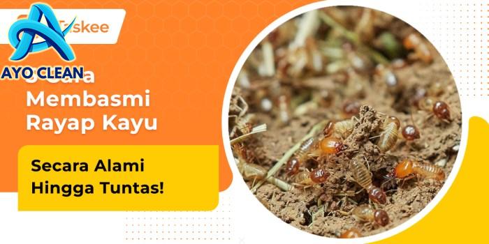 5 Cara Membasmi Rayap Kayu Secara Alami, 100% Aman! – bTaskee