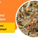 5 Cara Membasmi Rayap Kayu Secara Alami, 100% Aman! – bTaskee