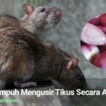 4 cara Ampuh Mengusir Tikus Secara Alami | FUMIDA