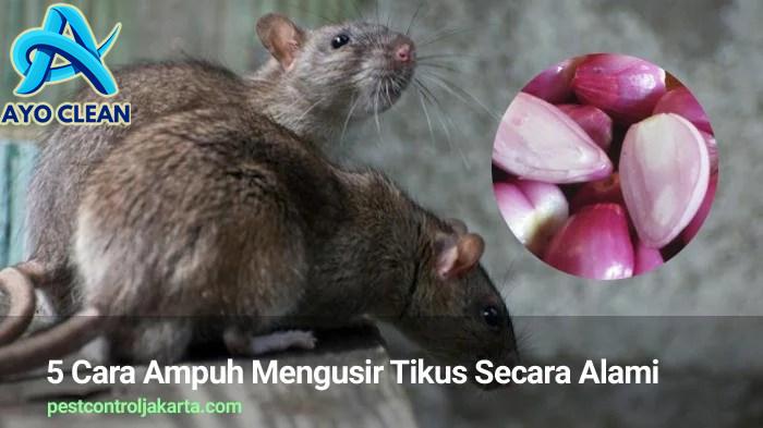 Cara menakuti tikus