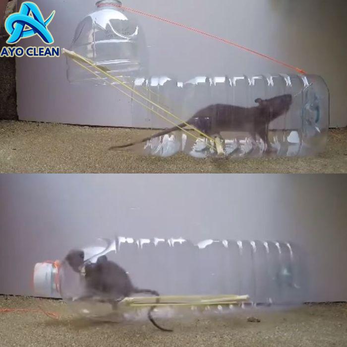 Cara bikin jebakan tikus