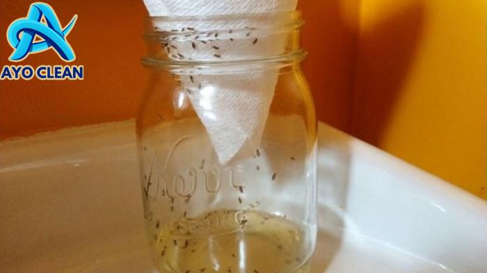 Cara Menghilangkan Lalat di Kamar - Keranji Creative