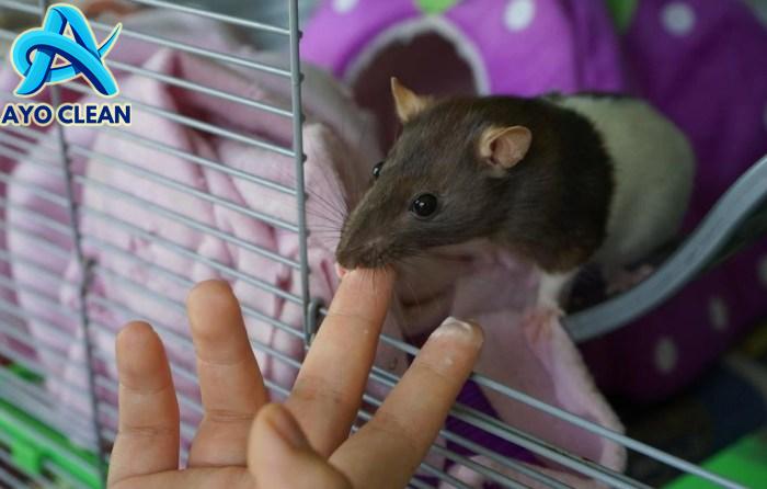 Cara mengobati gigitan tikus