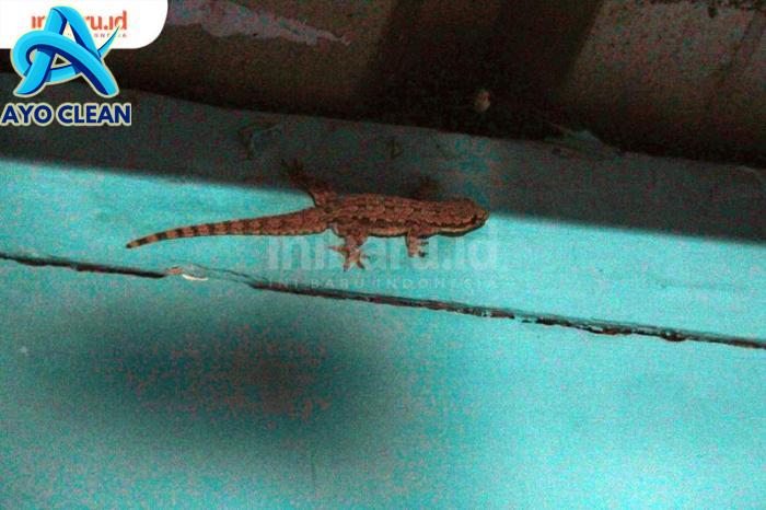 Arti kejatuhan cicak di kepala, tangan, punggung, pundak, kaki ...