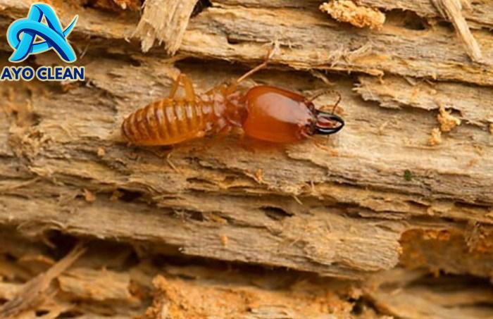 5 Cara Mencegah Dan Membasmi Rayap Pada Rumah Kayu : Jasa Anti Rayap ...