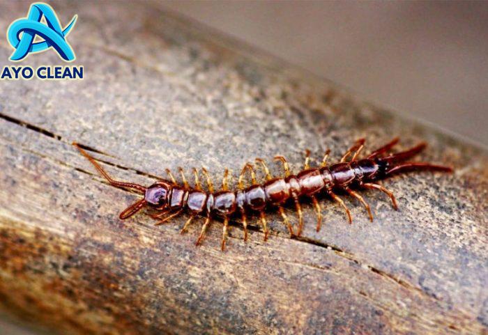 Ternyata Bukan Mistis! Ini 3 Alasan Kenapa Kelabang Sering Muncul di ...