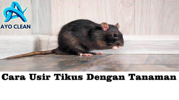 Daftar 5 Tanaman untuk Mengusir Tikus di Rumah Praktis dan Mudah ...