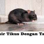 Daftar 5 Tanaman untuk Mengusir Tikus di Rumah Praktis dan Mudah ...