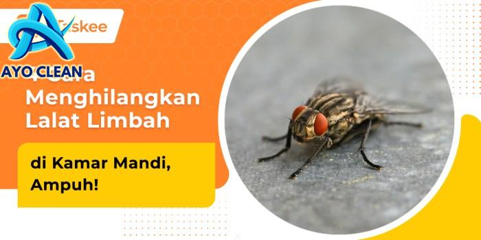 4 Cara Menghilangkan Lalat Limbah di Kamar Mandi – bTaskee