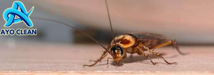 10 Cara Menghilangkan Kecoa di Kamar, Mudah dan Ampuh! – bTaskee