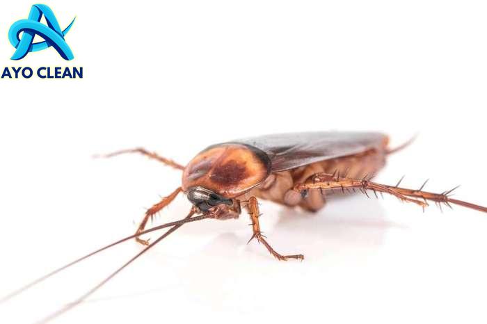 5 Tips Cara Mengusir Kecoa di Rumah - PT Mahaka Improcare Indonesia