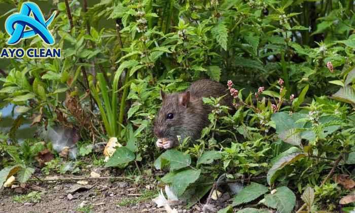 Mengatasi Ancaman Hama Tikus, Strategi Efektif untuk Melindungi Tanaman ...