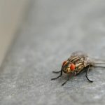 Cara Ampuh Mengusir Lalat Limbah atau Rametuk di Kamar Mandi, Coba ...